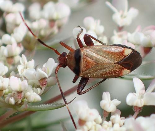 Réf. 188 739 : Adelphocoris vandalicus